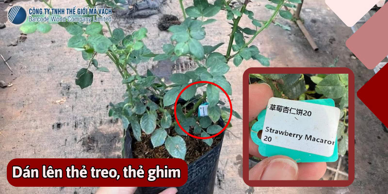 Dán lên thẻ treo, thẻ ghim (cho vườn ươm, vườn cây cảnh)